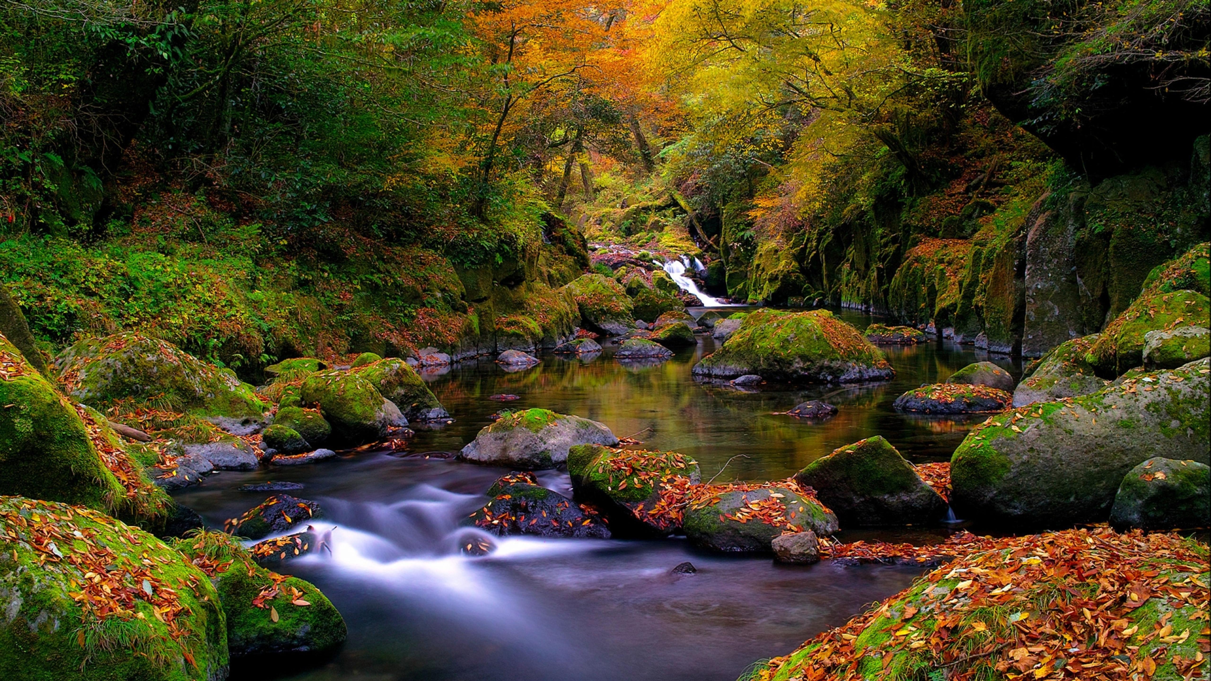 A beautiful autumn landscape in the forest Wallpaper Download 5120x2880