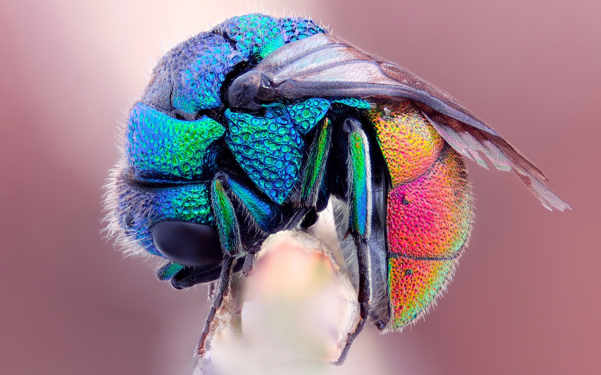 An crooked insect in rainbow colors