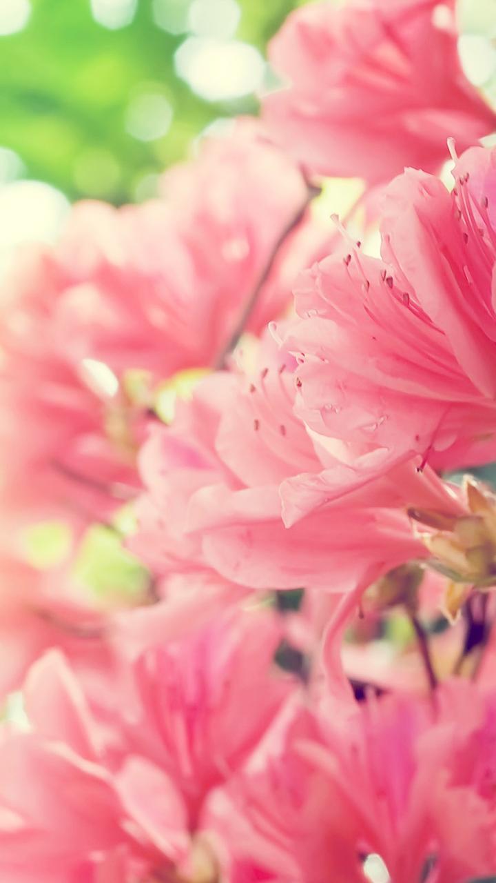Beautiful pink spring flowers - HD nature wallpaper ...