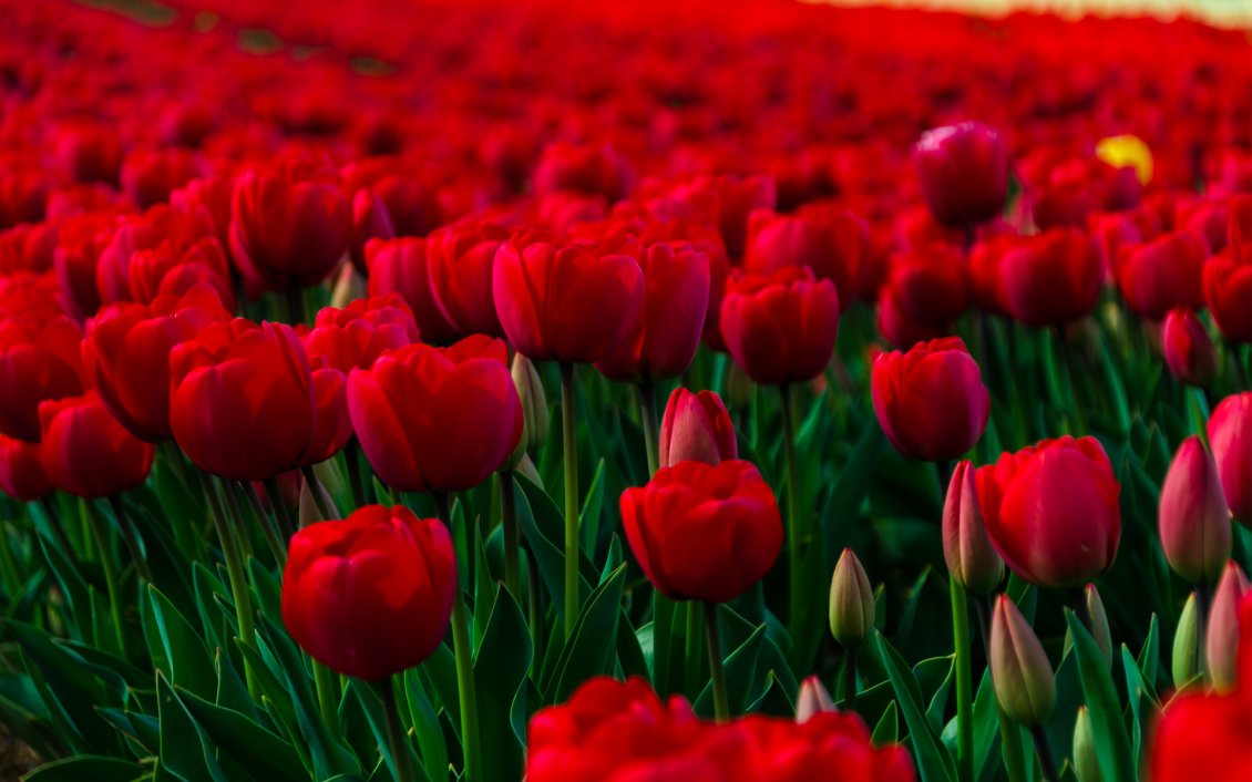 Download Wallpaper A field of red tulips bloomings and buds