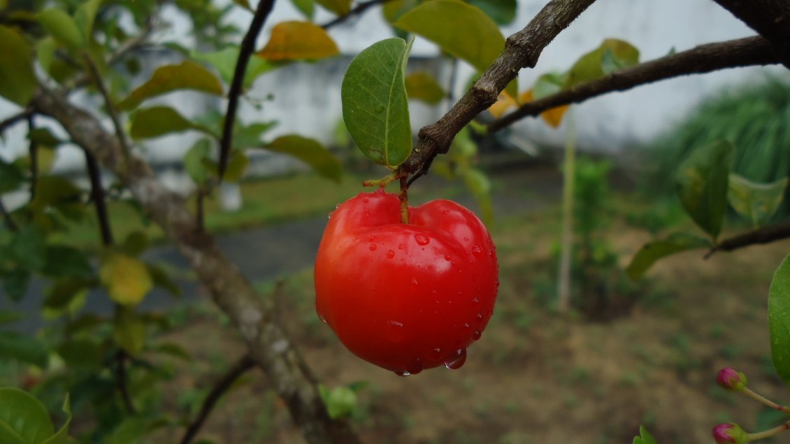 Download Wallpaper Red apple with raindrops in the trees