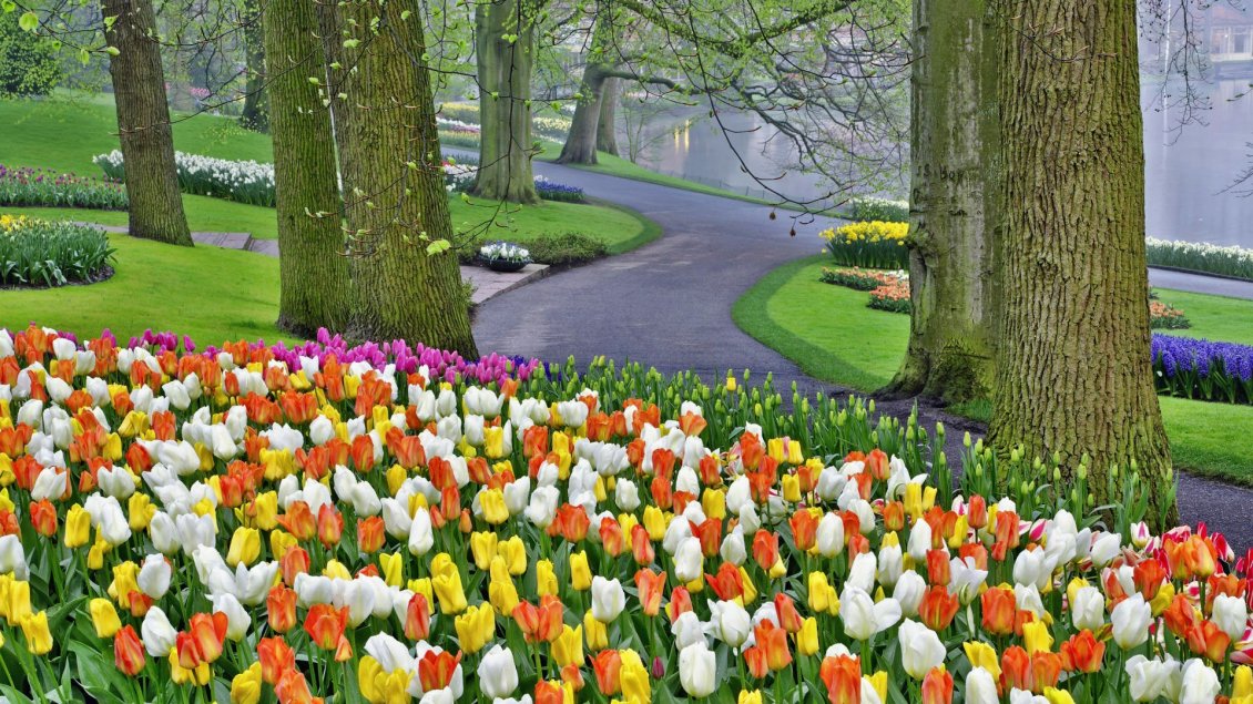 Download Wallpaper A beautiful spring day in park - Tulips in many colors