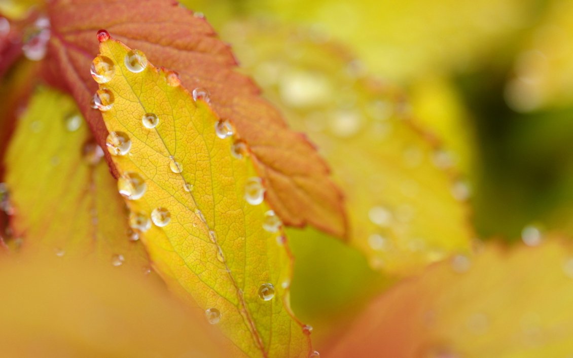 Download Wallpaper Yelowed leaves, drops of rain. Autumn day.