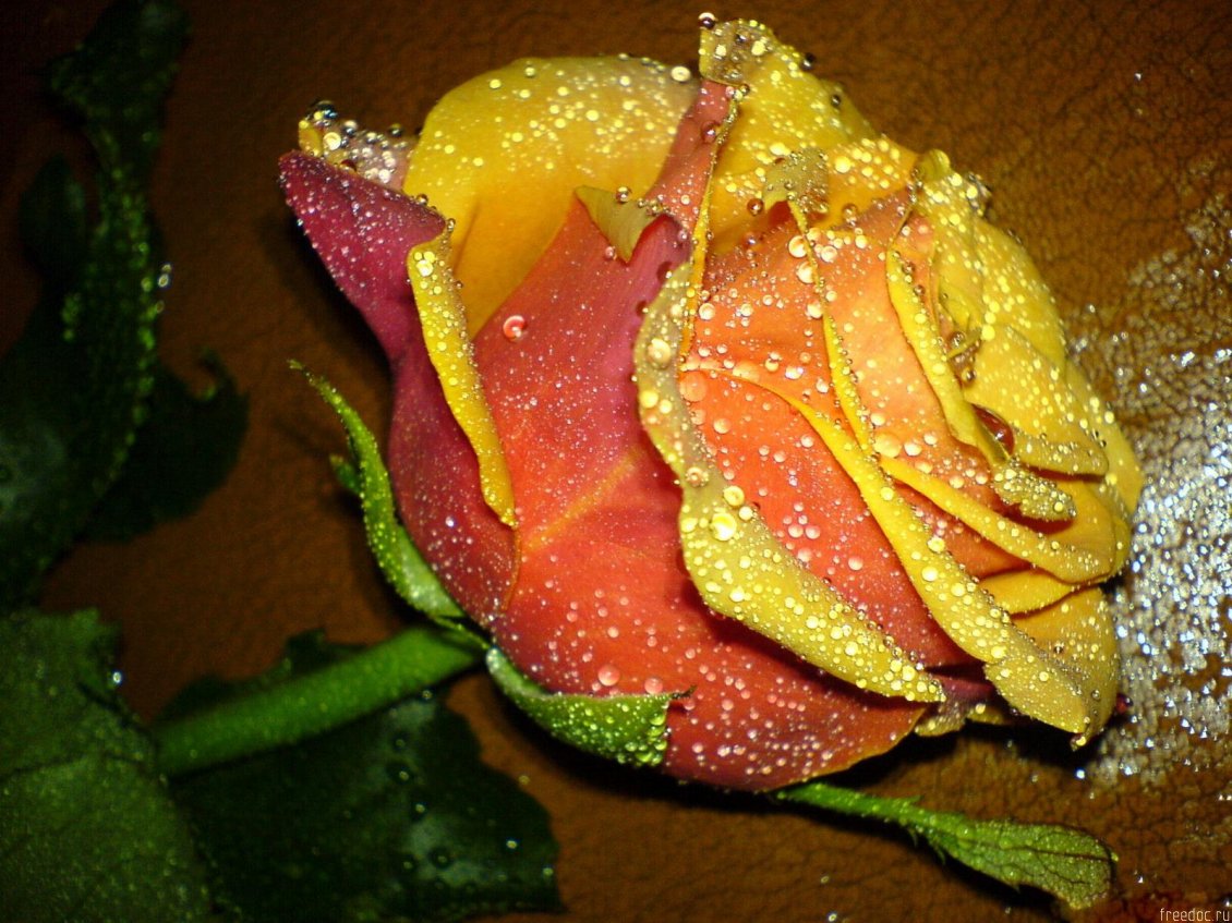 Download Wallpaper Beautiful yelow and orange rose - Fresh rose