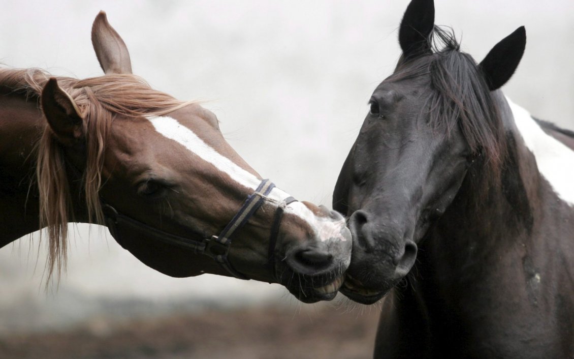 Download Wallpaper Sweet kiss of two beautiful horses