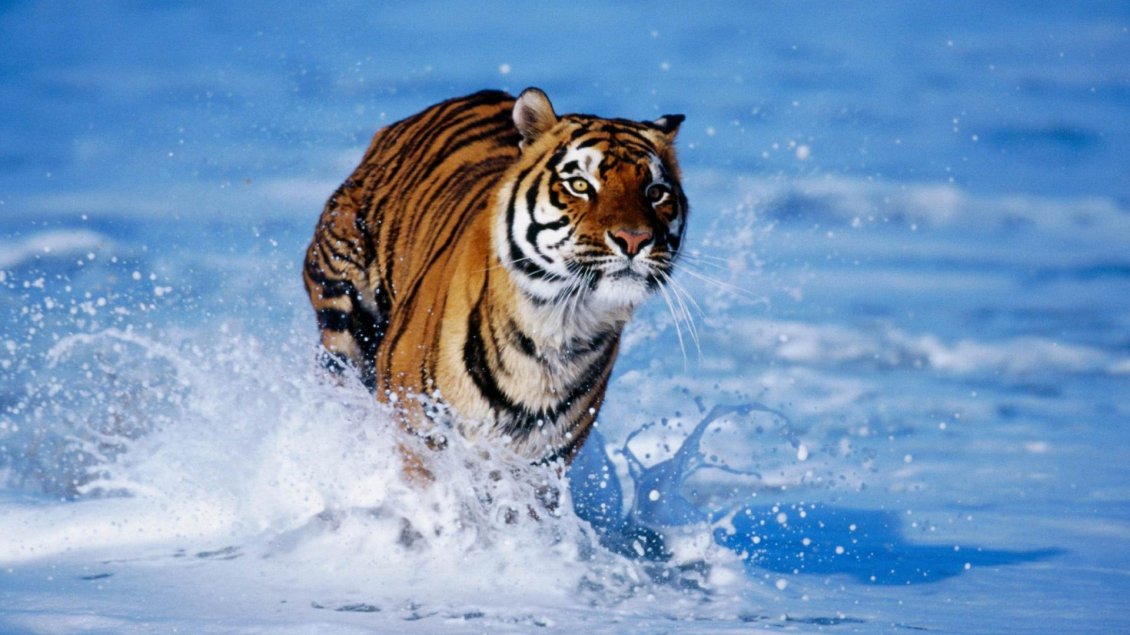 Download Wallpaper Wild tiger running in the fresh water