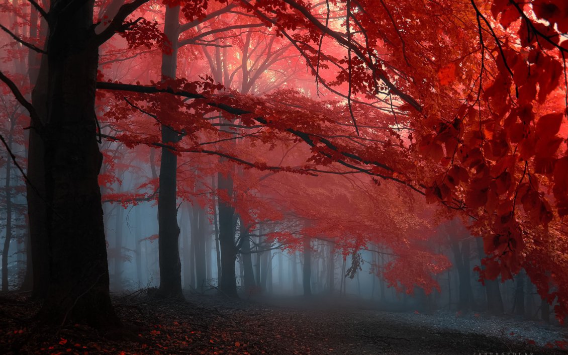 Download Wallpaper Red leaves in the sunlight and fog