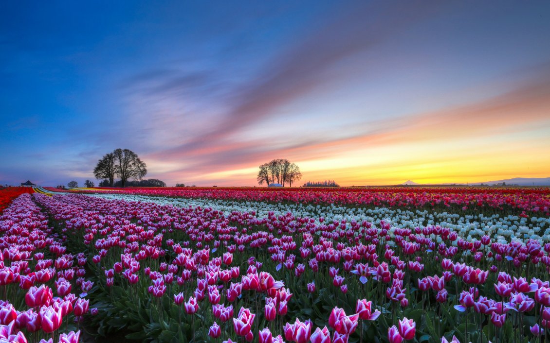 Download Wallpaper Colorful flowers field - Tulips wallpaper