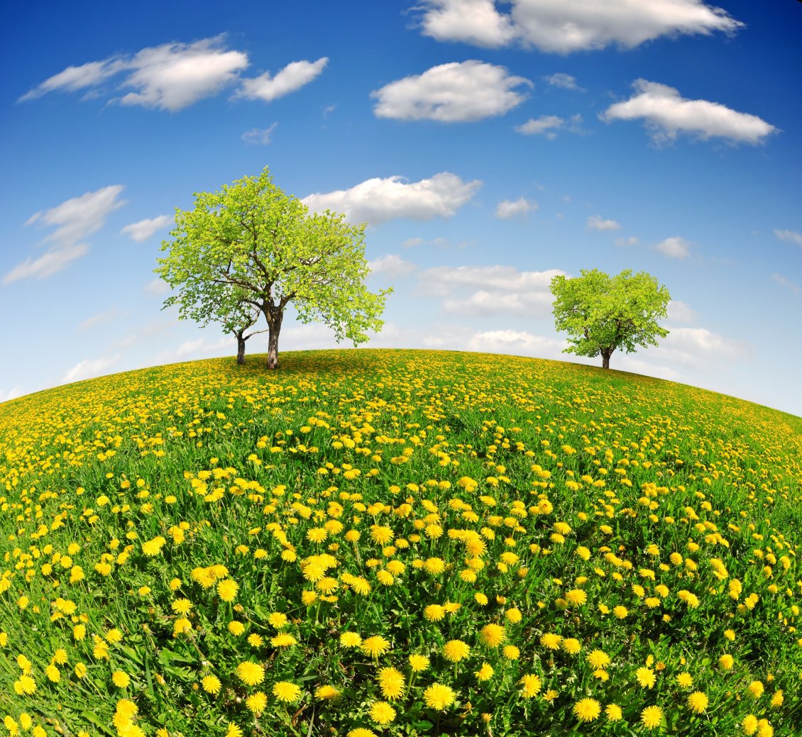 Download Wallpaper Landscape with a field full of dandelions