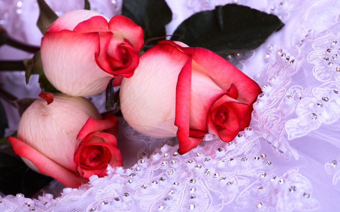 Download Wallpaper Red and white three roses on lace with stones