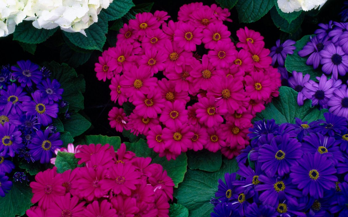 Download Wallpaper Hydrageas and Cinerarias - Colorful flowers