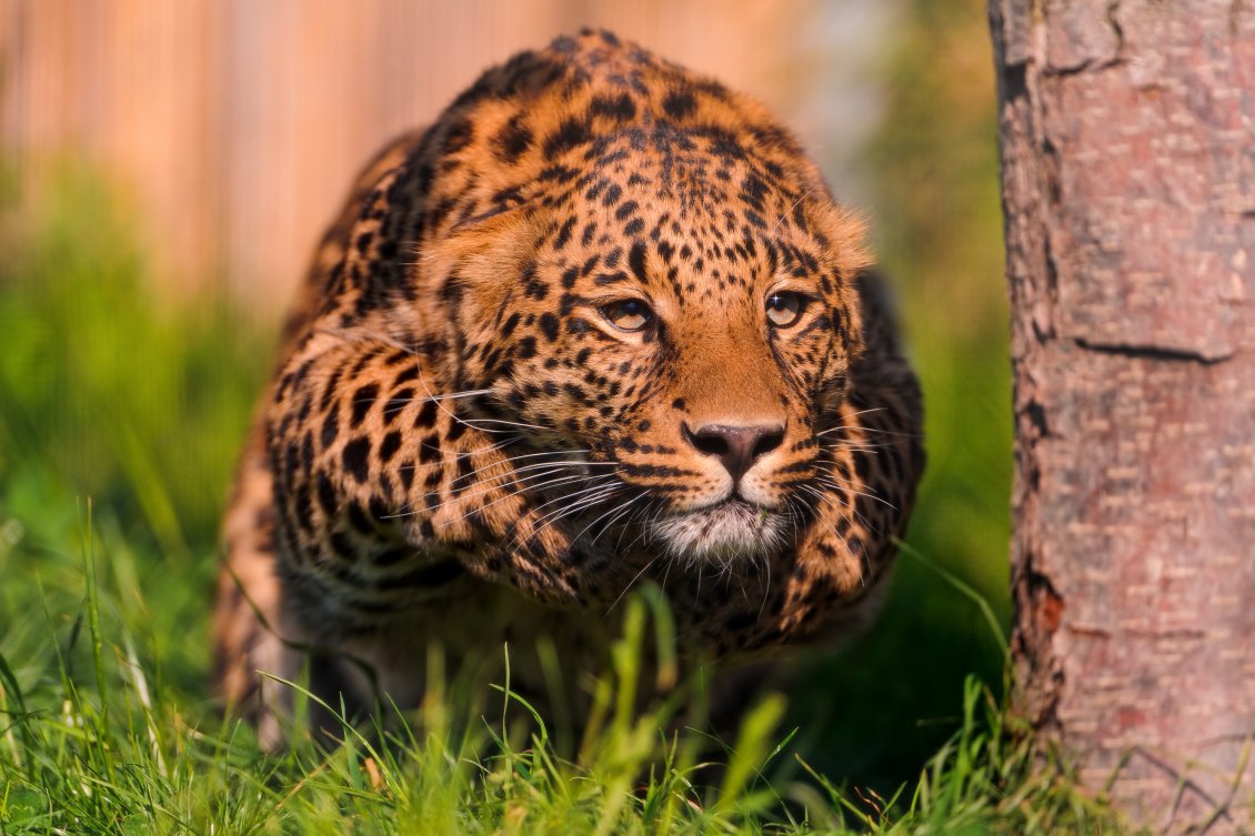 Download Wallpaper Jaguar Animal Pouncing HD