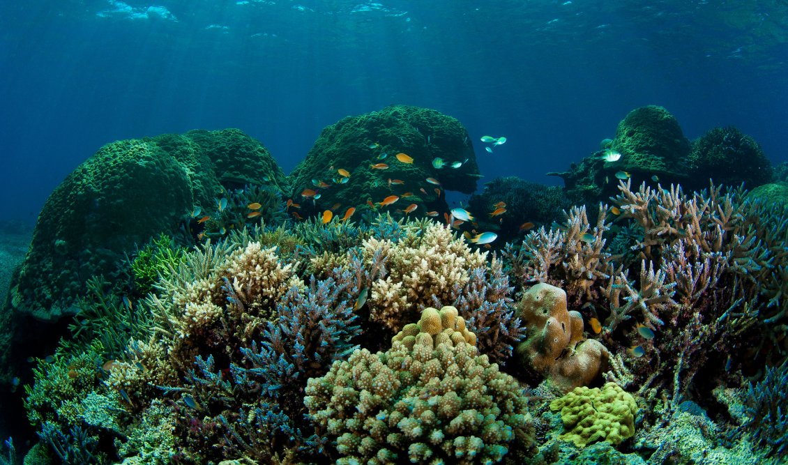 Download Wallpaper Coral reef and fish in the ocean