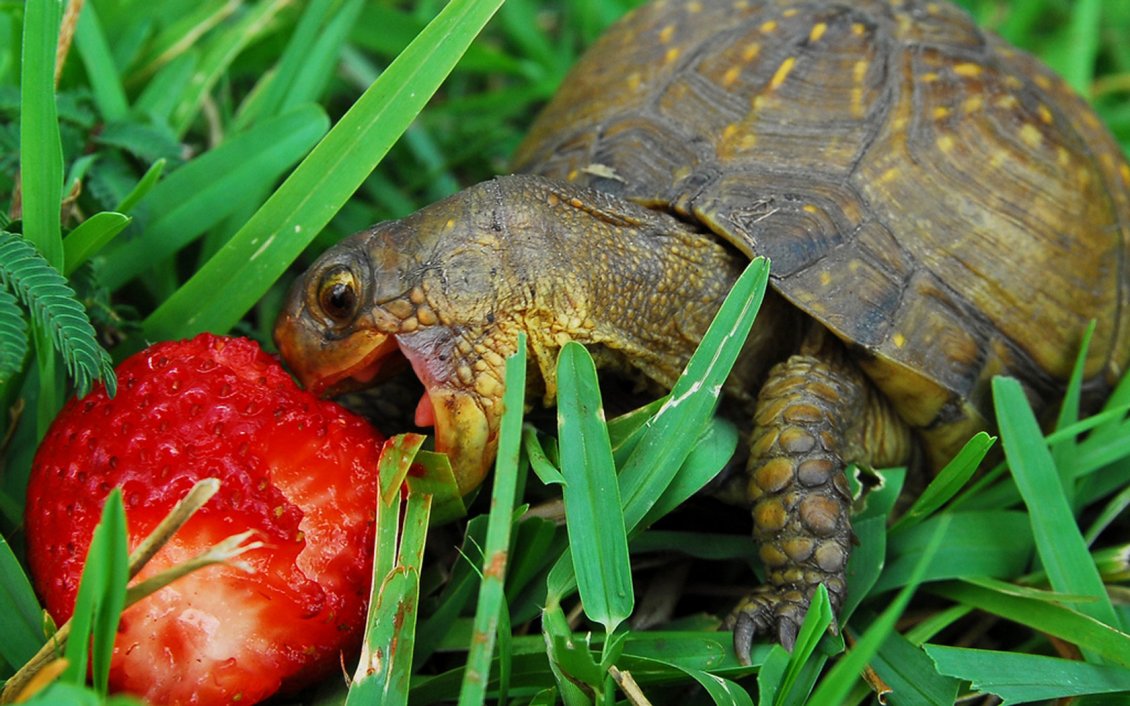 Download Wallpaper Small turtle eating a strawberry in the grass