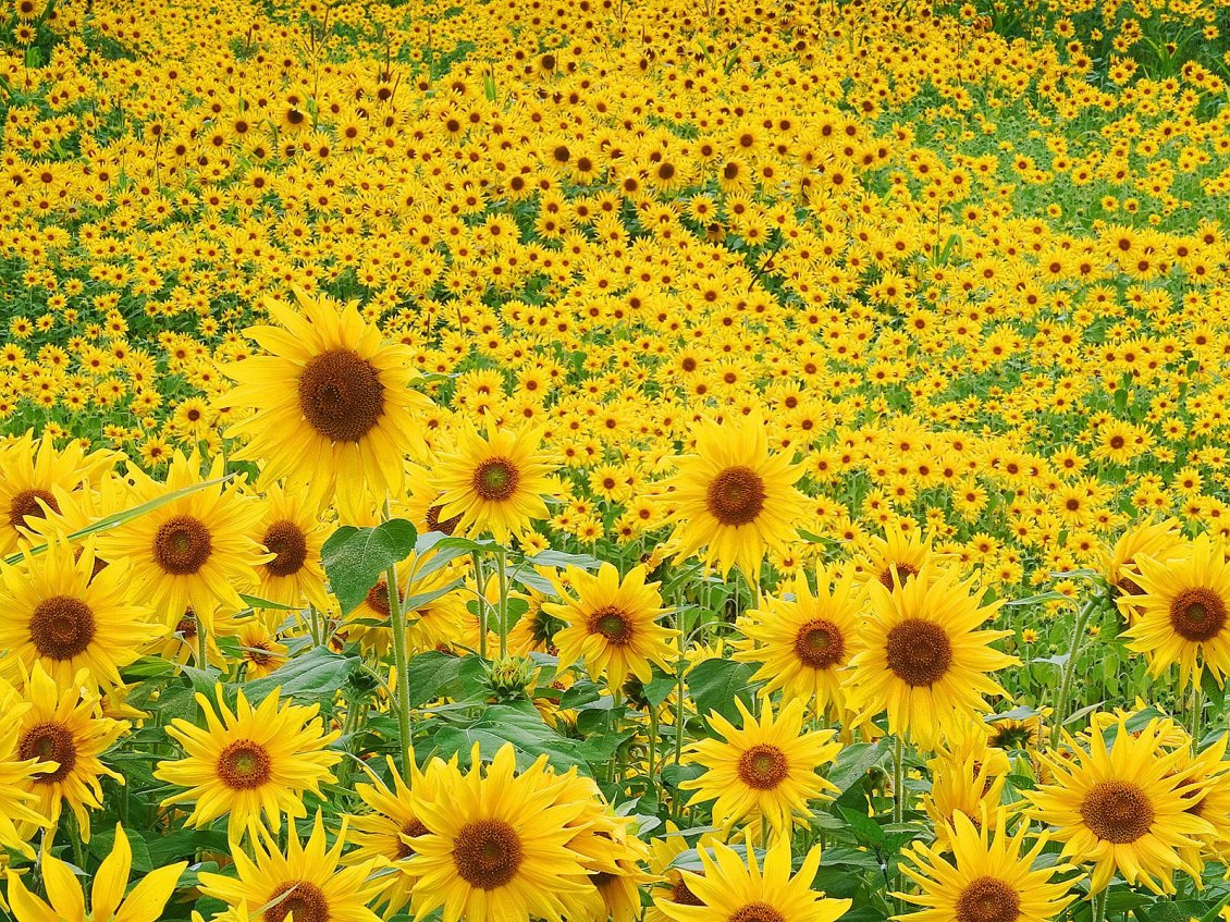 Download Wallpaper Field full of sunflowers