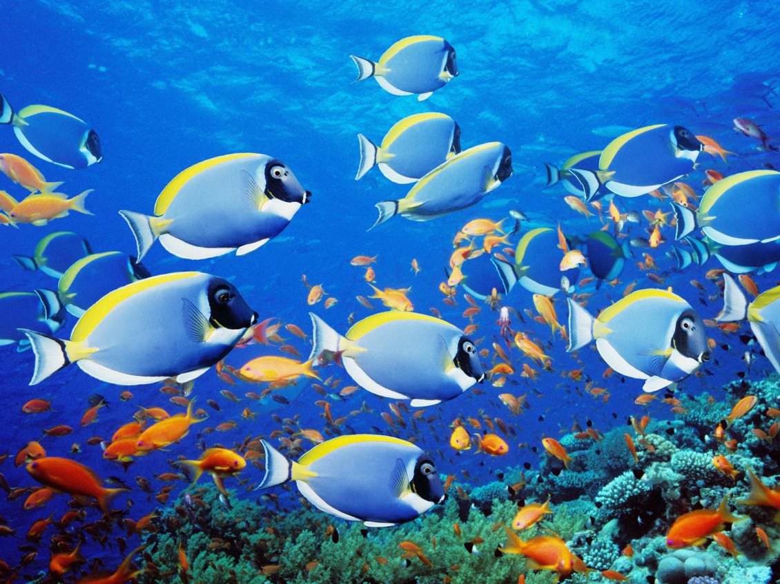 Download Wallpaper Colorful underwater world