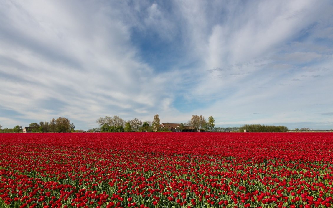 Download Wallpaper Field full of poppies