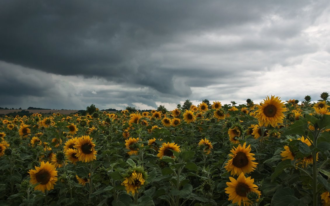 Download Wallpaper Field with sunflowers and cloudy sky
