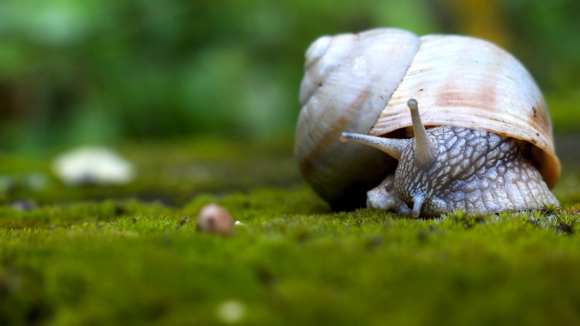 Download Wallpaper Snail walking on grass