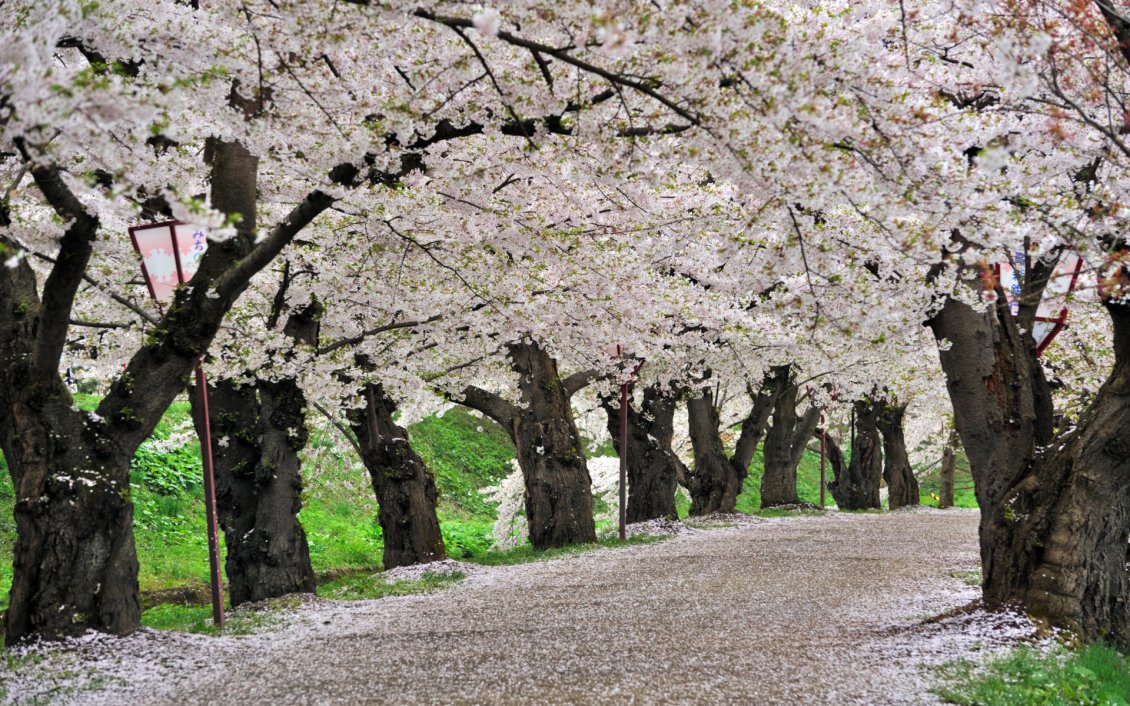 Download Wallpaper Spring time - The trees are blooming on the pathway