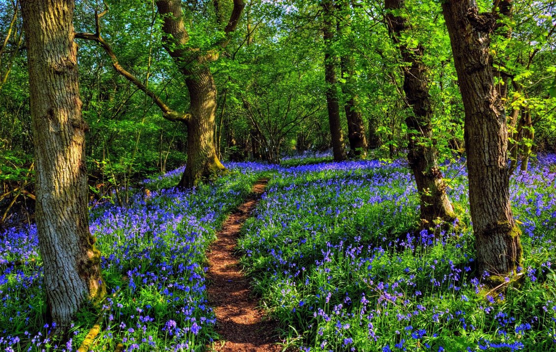 Download Wallpaper Blue flowers between trees in the green forest