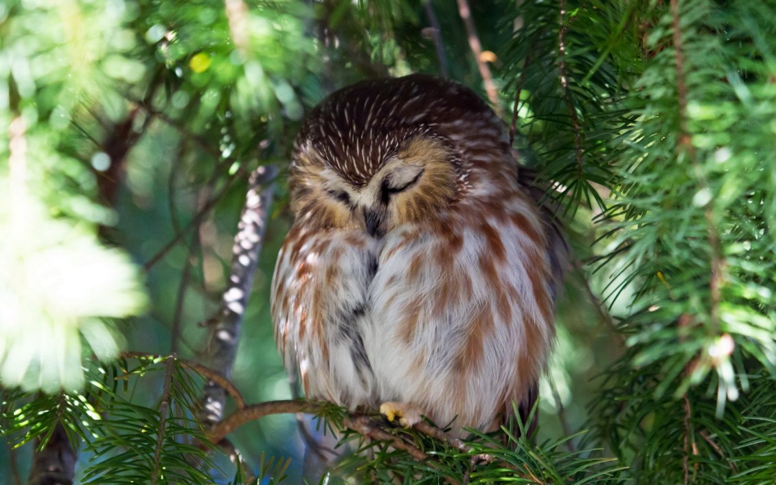 Download Wallpaper Sleeping owl on a branch in a sunny day