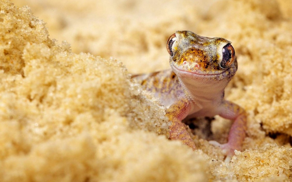 Download Wallpaper Happy lizard on sand