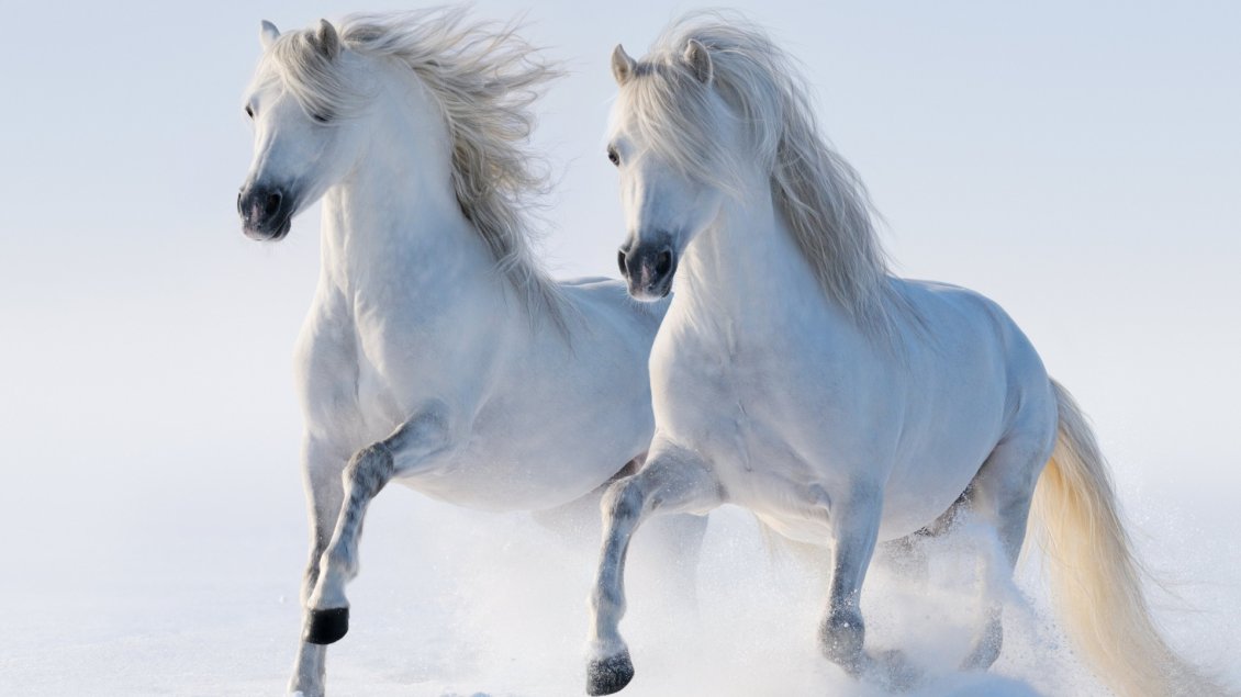 Download Wallpaper Two beautiful white horses running in the snow