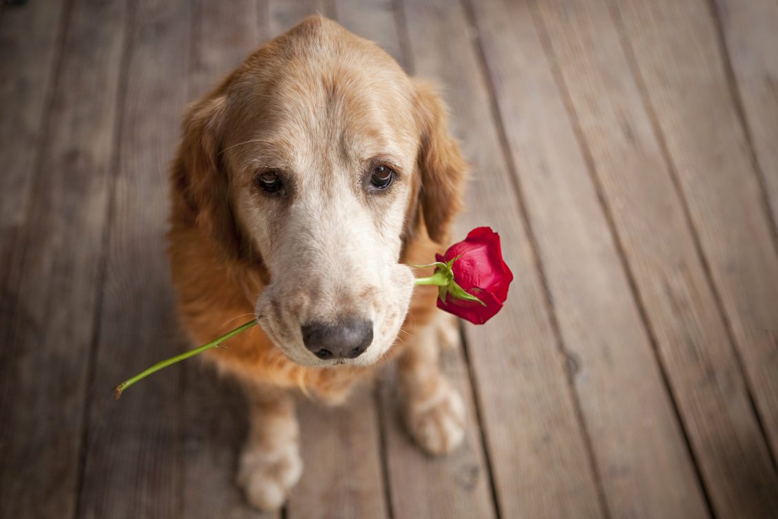 Download Wallpaper Dog holding a rose in mouth