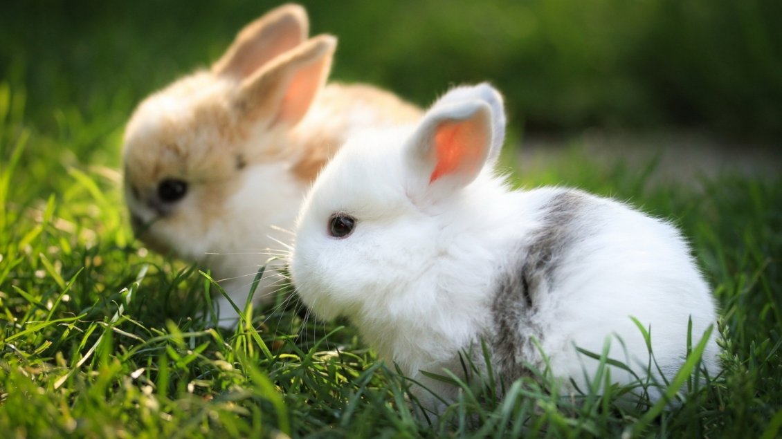 Download Wallpaper Cute white and brown bunnies in the green grass