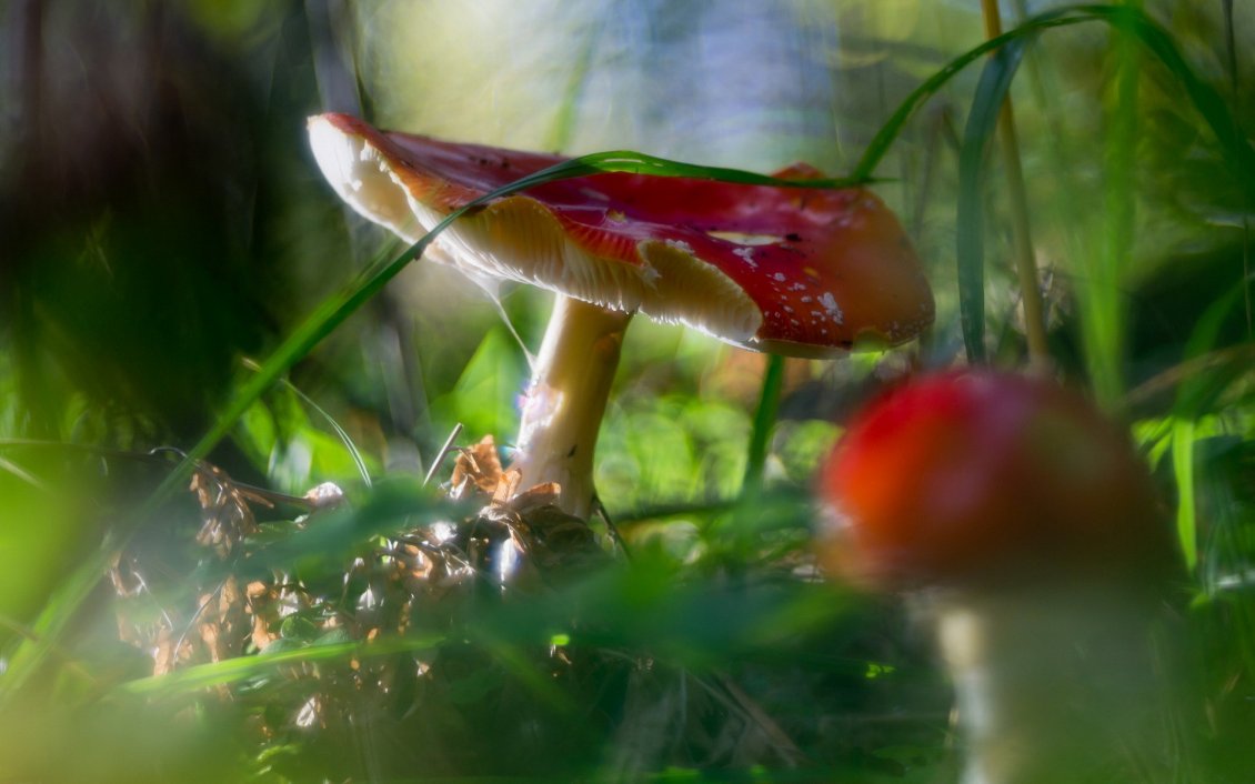 Download Wallpaper Red mushrooms in the green grass