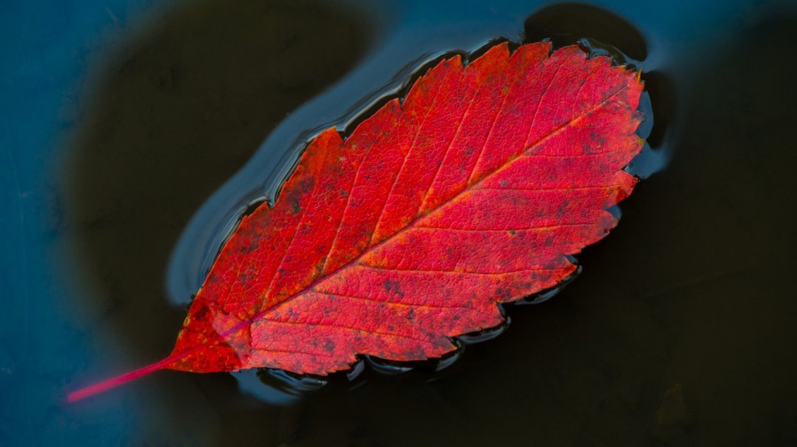 Download Wallpaper One red leaf floating on the water