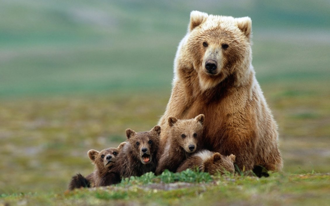 Download Wallpaper Grizzly with cubs HD