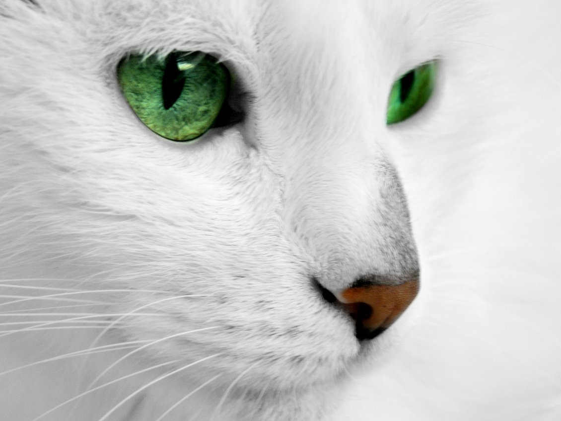 Download Wallpaper White cat with green eyes