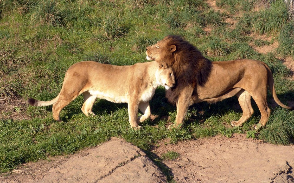 Download Wallpaper Lion and lioness are cocker -  Wild Animals