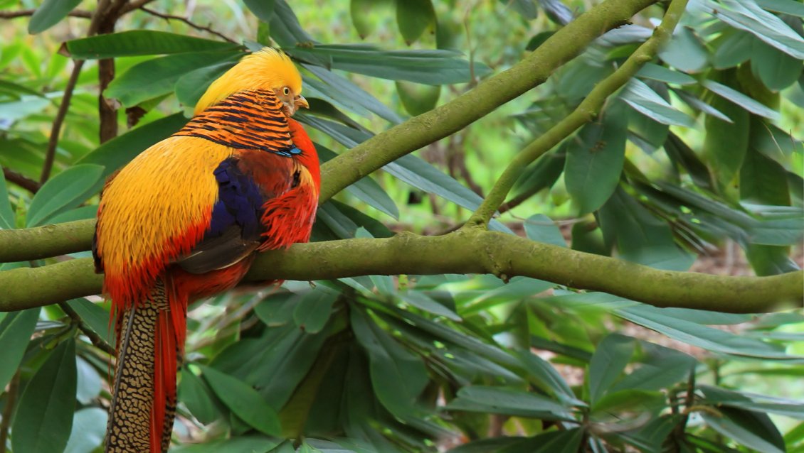 Download Wallpaper Colorful parrot on the branch of trees