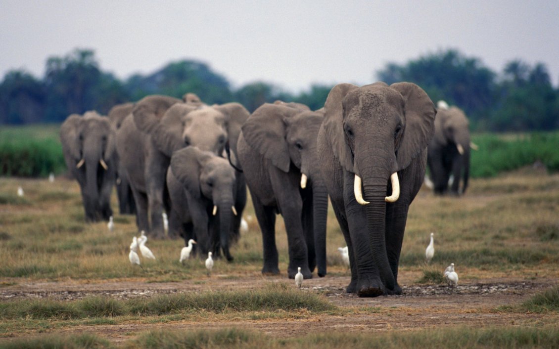 Download Wallpaper A herd of elephants on the field and white birds