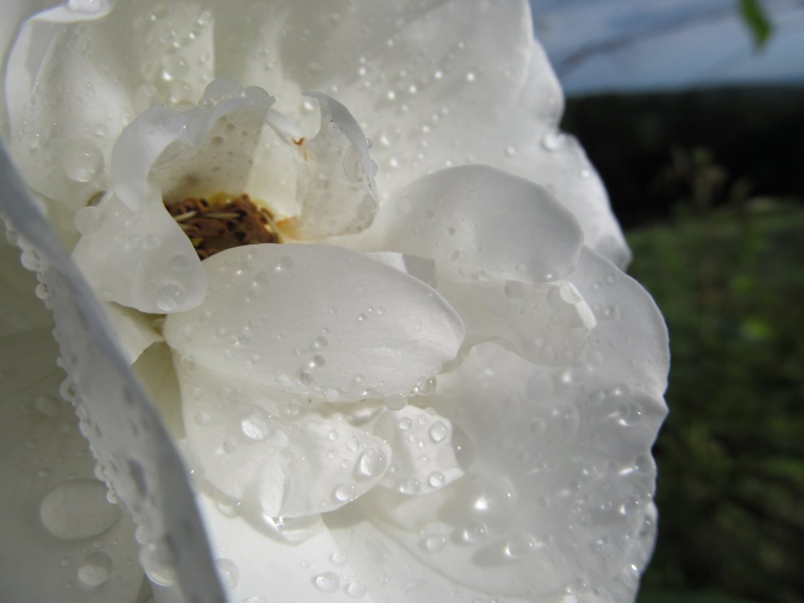 Download Wallpaper White flower with raindrops