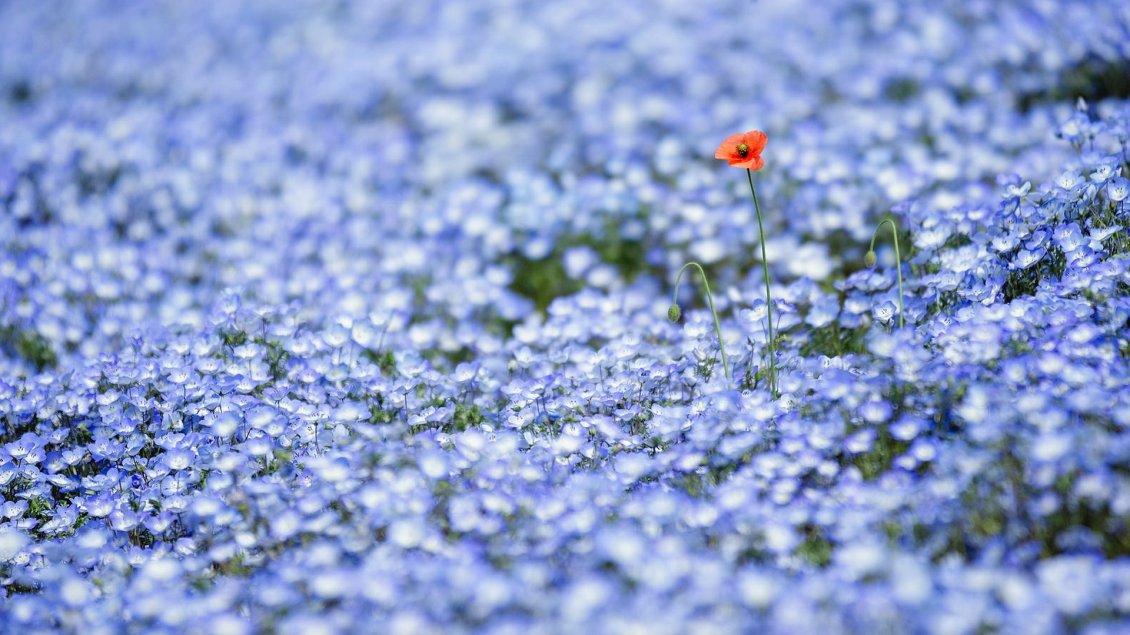 Download Wallpaper A poppy in a field of purple flowers