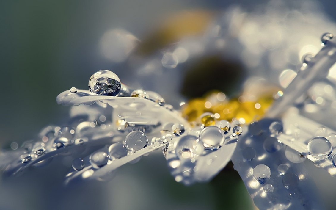 Download Wallpaper The raindrops on the white petals of flowers