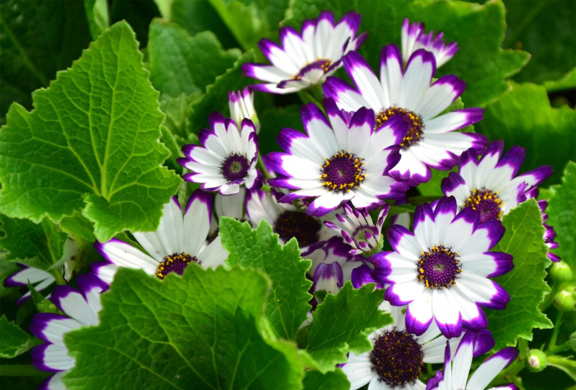 Download Wallpaper White flowers with purple petals peaks and green leaves