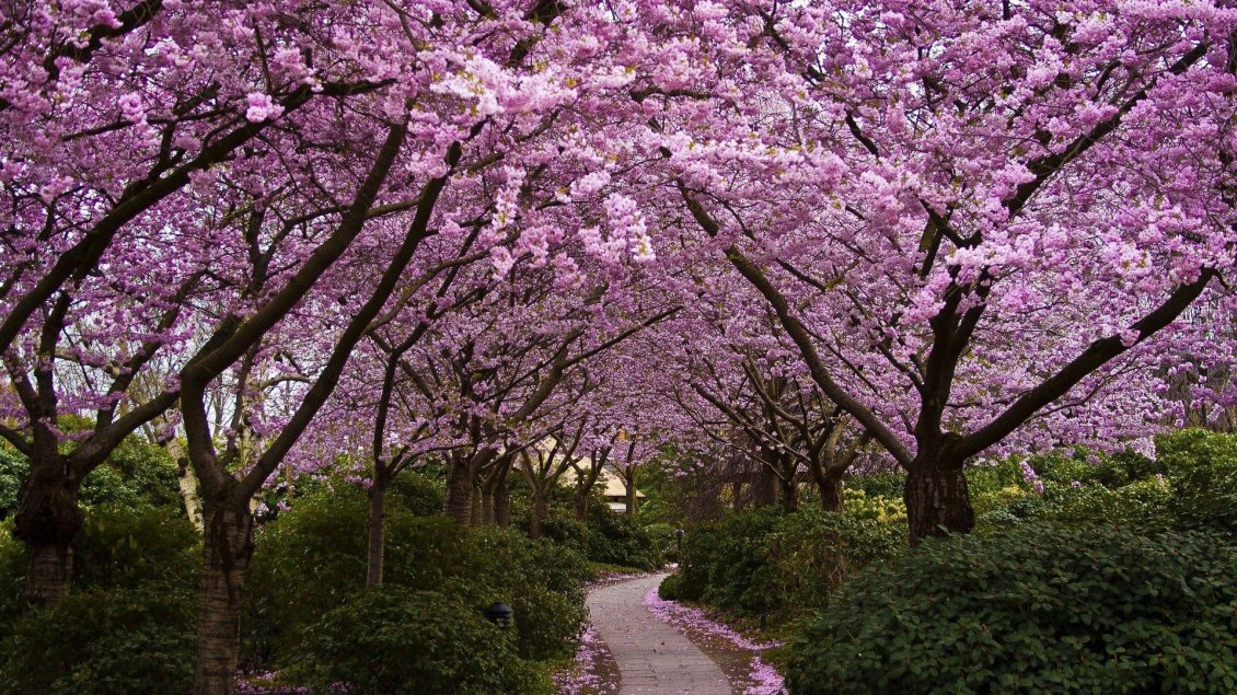 Download Wallpaper Cherry trees blossoms in the garden - Petals on the path