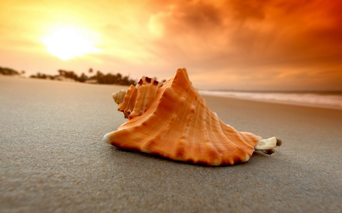 Download Wallpaper A shell in the sand on the beach