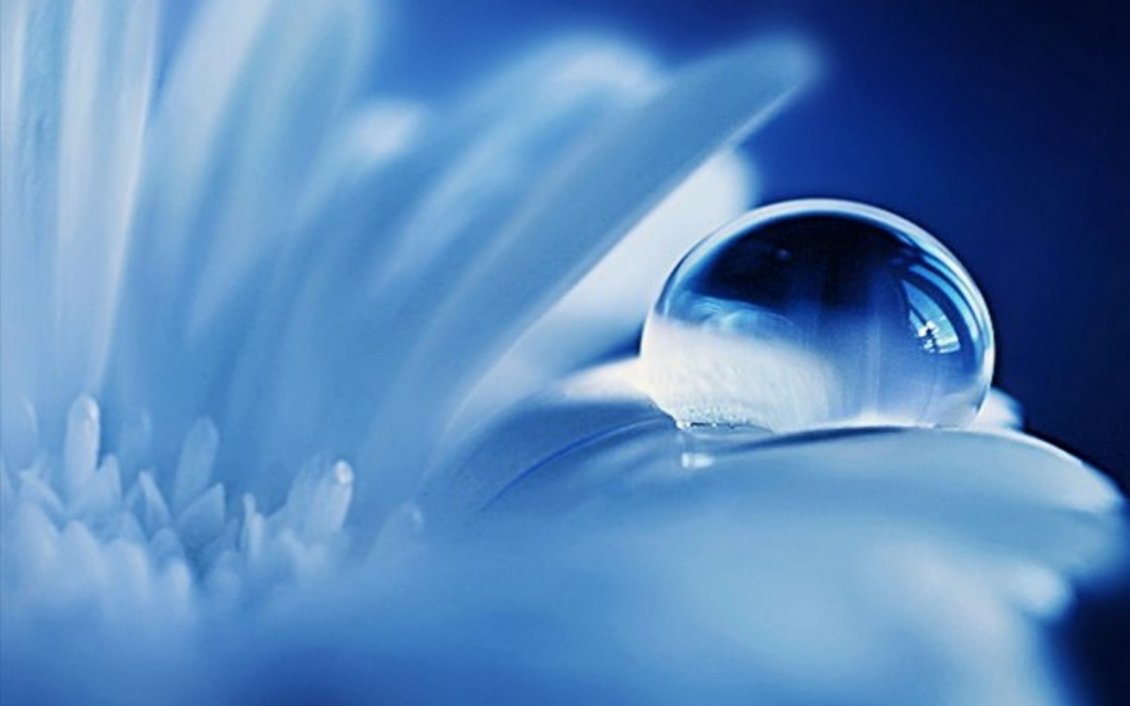 Download Wallpaper A water drop on the white petals of the flower
