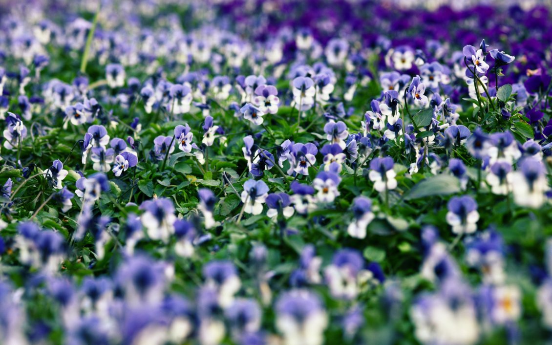 Download Wallpaper A field with white and purple pansies