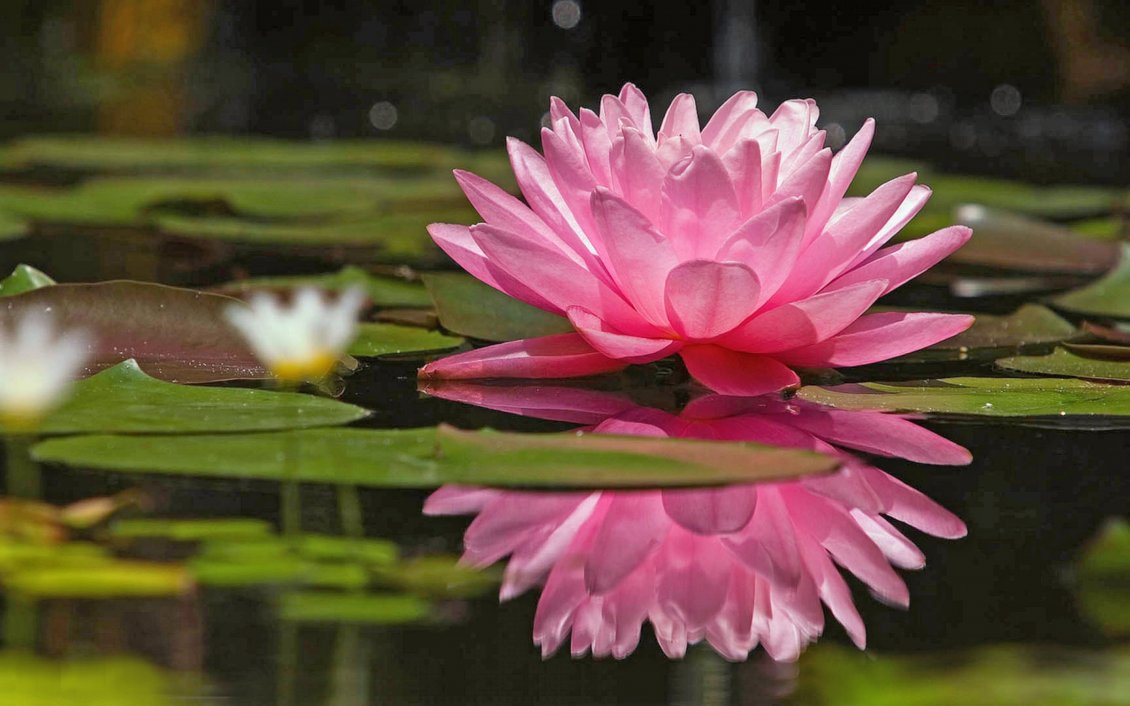 Download Wallpaper Pink lotus on the water - Water flower wallpaper
