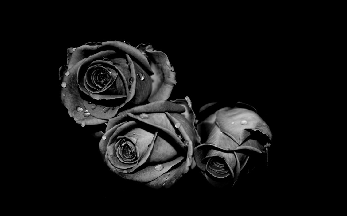 Download Wallpaper Three gray roses with raindrops in the black background