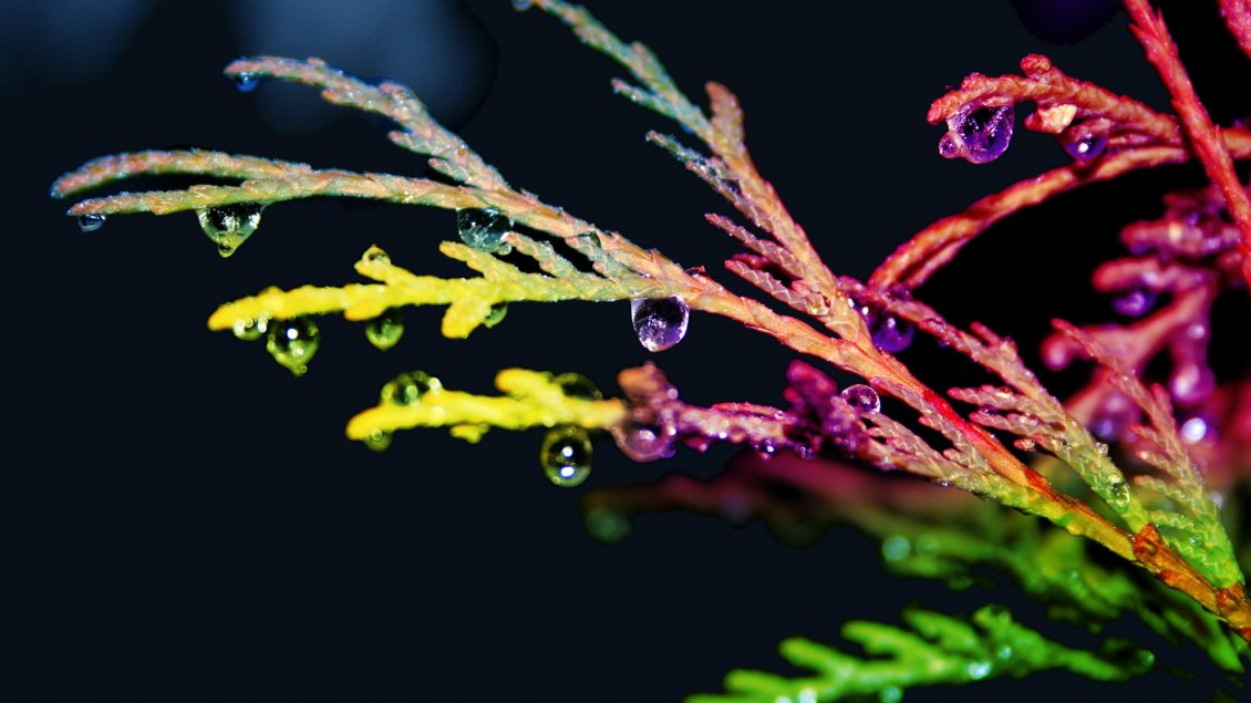 Download Wallpaper Colorful branches with waterdrops - Abstract wallpaper