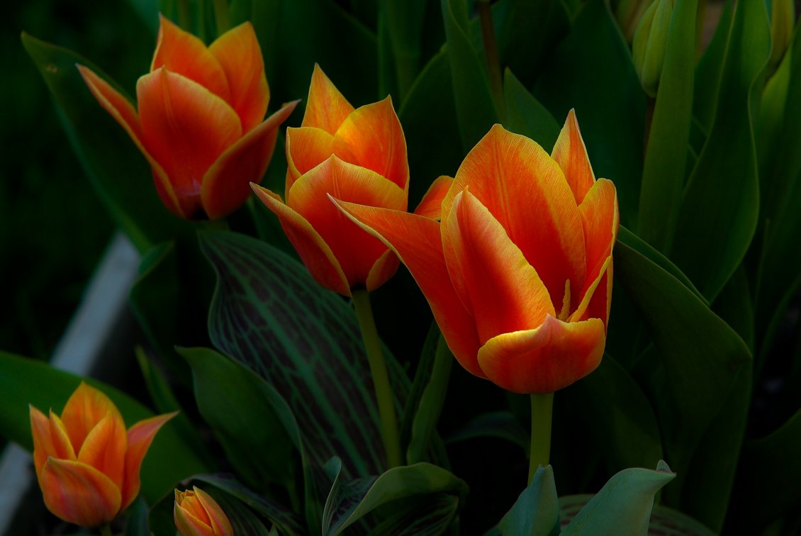 Download Wallpaper Beautiful orange tulips - Spring Flowers