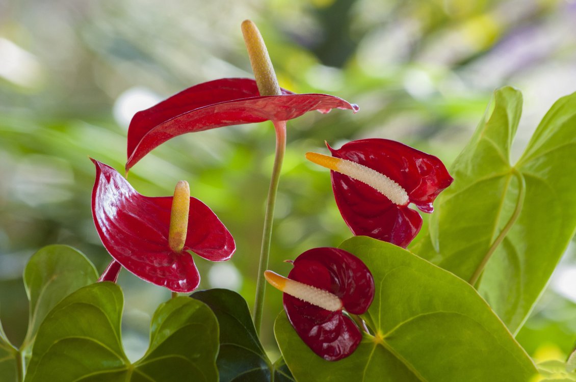 Download Wallpaper Red calla flowers - Exotic flowers